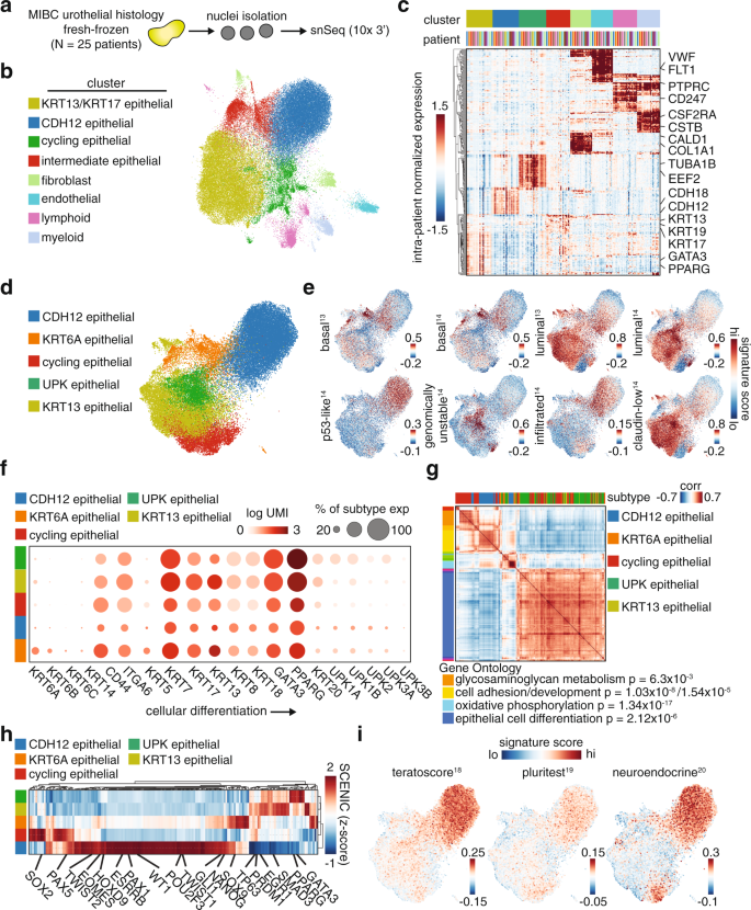 An N-Cadherin 2 expressing epithelial cell subpopulation predicts response  to surgery, chemotherapy and immunotherapy in bladder cancer | Nature  Communications