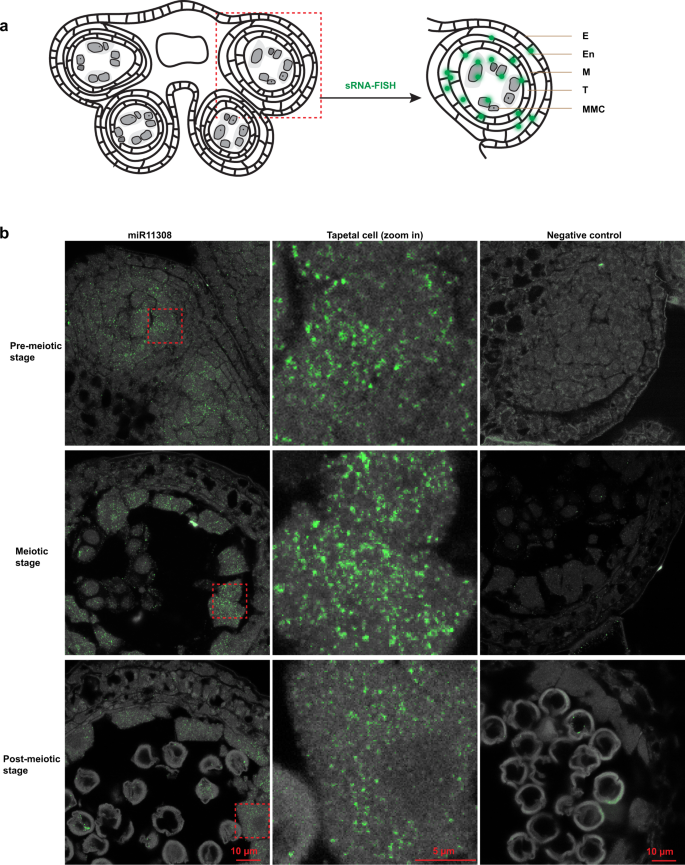 Pre Meiotic 21 Nucleotide Reproductive Phasirnas Emerged In Seed Plants And Diversified In Flowering Plants Nature Communications