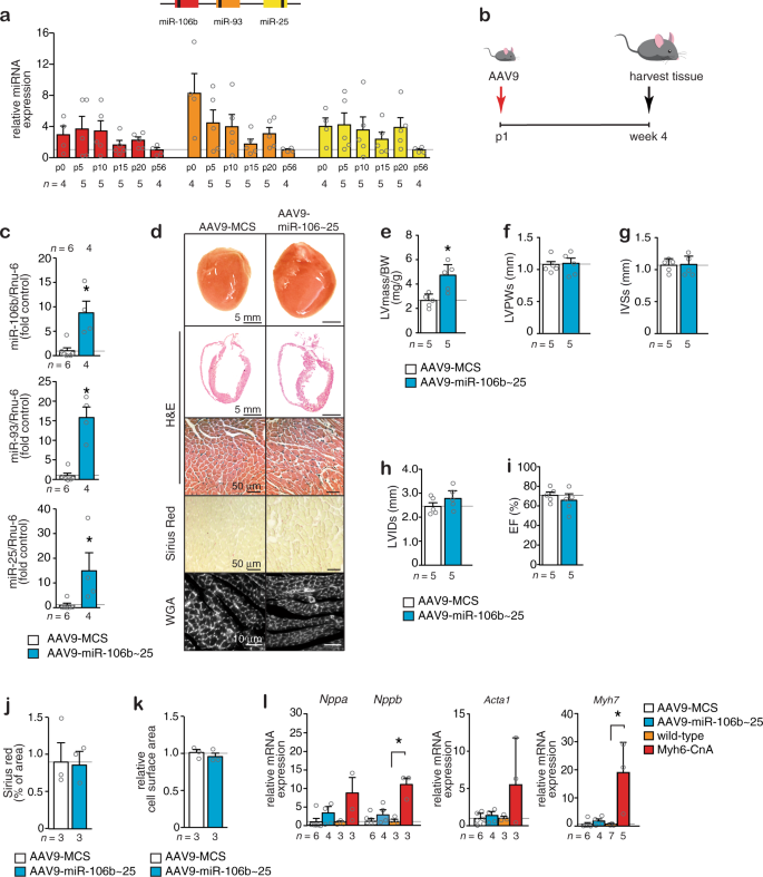 Fig. 2: Overexpression of the miR-106b~25 cluster induces cardiac growth with sustained function.