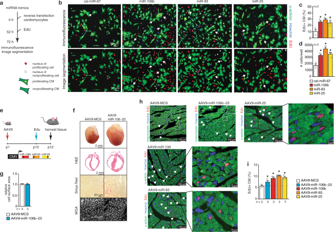 Fig. 3: Overexpression of the miR-106b~25 cluster induces cardiomyocyte (CM) proliferation.