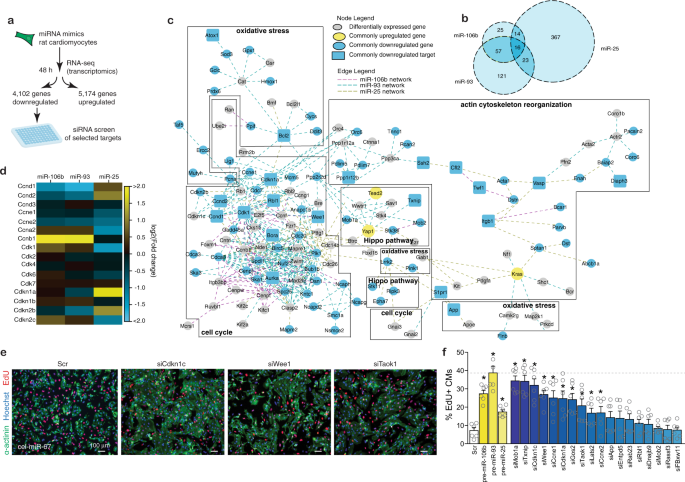 Fig. 5: The miR-106b~25 cluster suppresses cell cycle inhibitors.