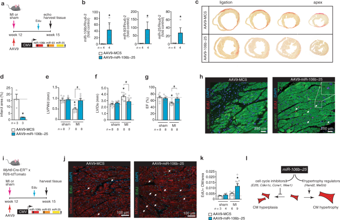 Fig. 6: The miR-106b~25 cluster evokes myocardial regeneration.