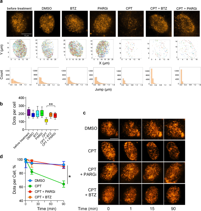 PARylation prevents the proteasomal degradation of topoisomerase I  DNA-protein crosslinks and induces their deubiquitylation | Nature  Communications