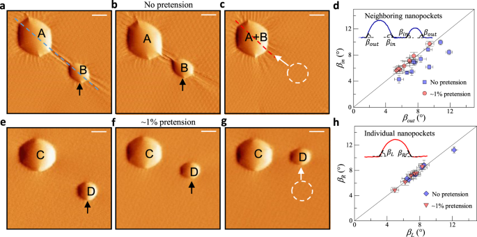 Fig. 4: Coalescence of nanopockets.