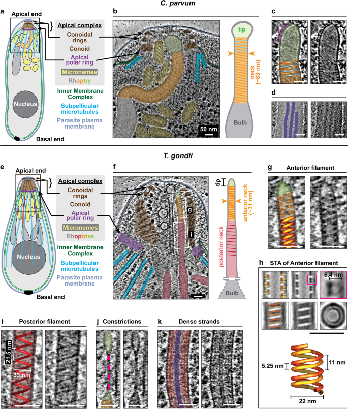 In Situ Ultrastructures Of Two Evolutionarily Distant Apicomplexan Rhoptry Secretion Systems Nature Communications