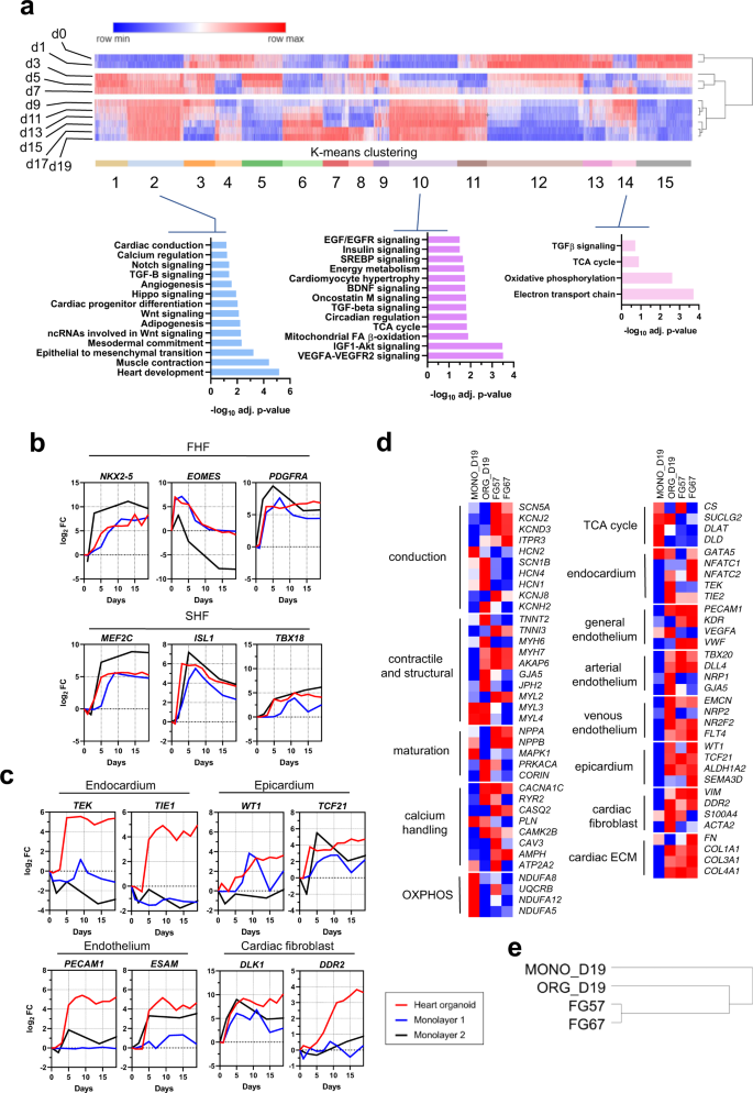 Self Assembling Human Heart Organoids For The Modeling Of Cardiac Development And Congenital Heart Disease Nature Communications