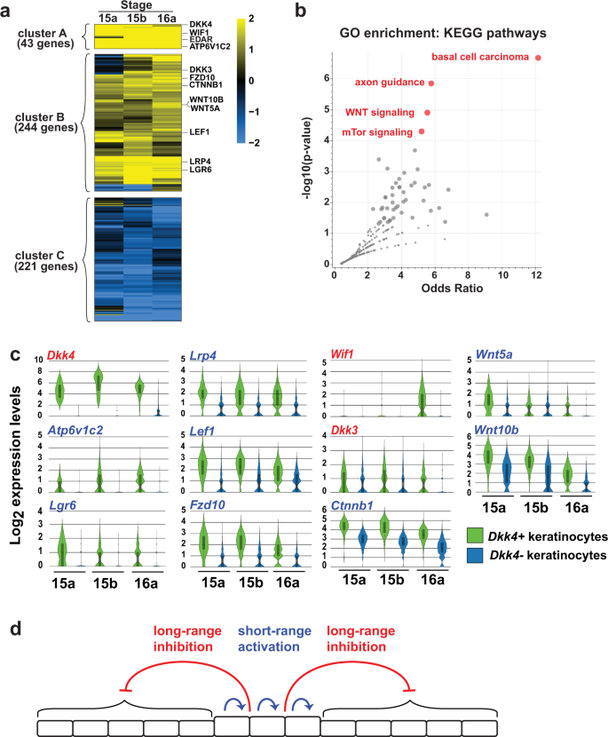 Spots, stripes and blotches: Color patterns of cat fur tracked to a key  gene, News Center