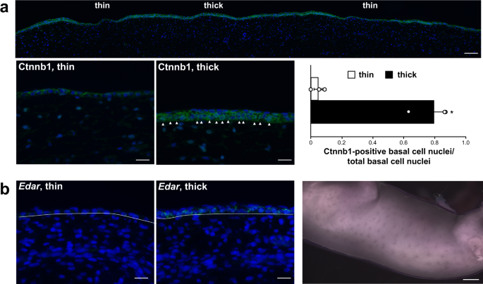 Spots, stripes and blotches: Color patterns of cat fur tracked to a key  gene, News Center