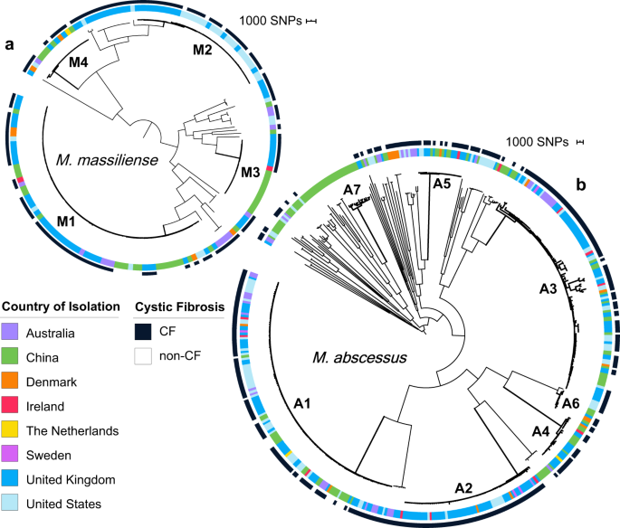Global Phylogenomic Analyses Of Mycobacterium Abscessus Provide Context For Non Cystic Fibrosis Infections And The Evolution Of Antibiotic Resistance Nature Communications