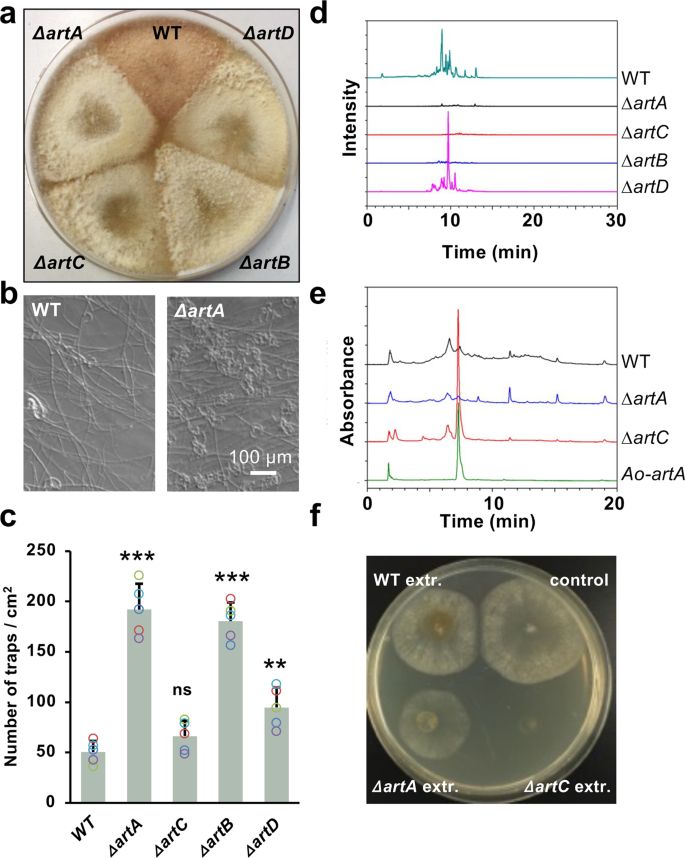 Fig. 1: The artA gene cluster is required for 6-MSA and arthrosporol biosynthesis.