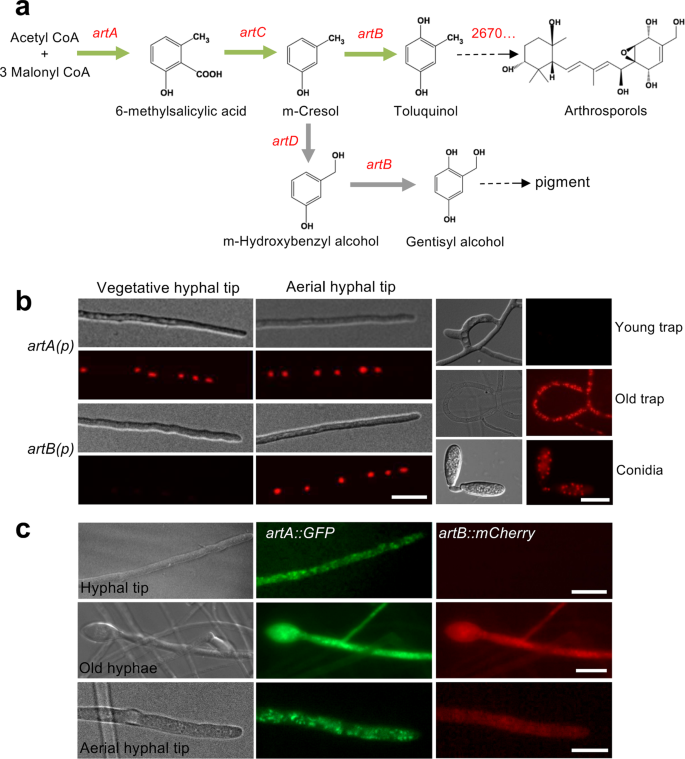 Fig. 2: Expression of the polyketide synthase ArtA and the tailoring enzyme ArtB in D. flagrans.