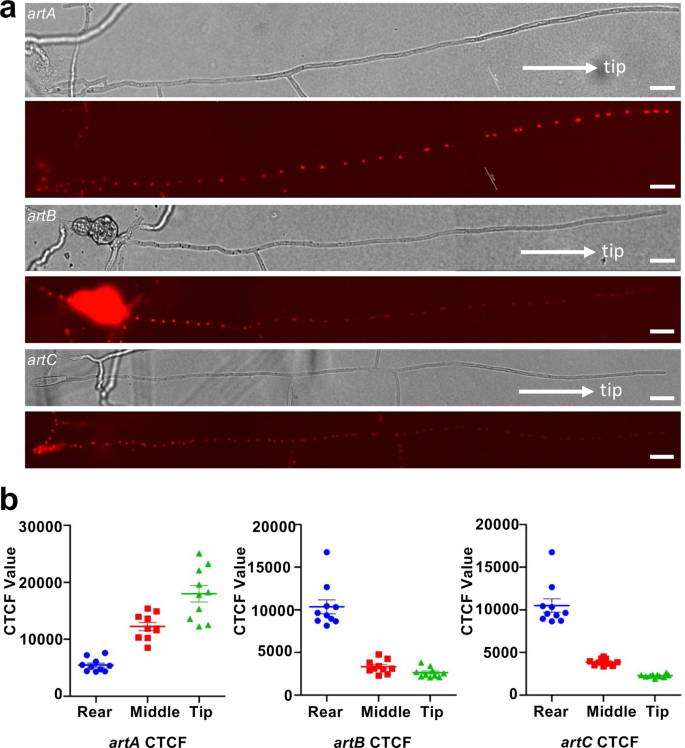 Fig. 3: Monitoring the promoter activity of artA-C in a D. flagrans hypha.