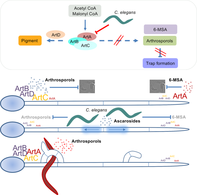Fig. 6: Scheme of the action of the artA-gene cluster and the effect of the presence of C. elegans.