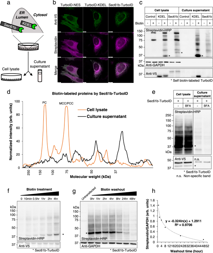 Fig. 1: Proximity labeling of secretory pathway proteins using ER-anchored TurboID.