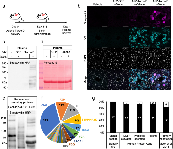 Fig. 3: Identification of liver-specific secretory proteins in plasma from liver iSLET mice.