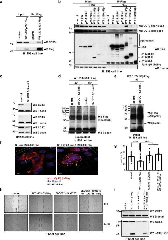 Fig. 3: CCT complex actively participate in regulation of Δ133p53β aggregation and its activity.