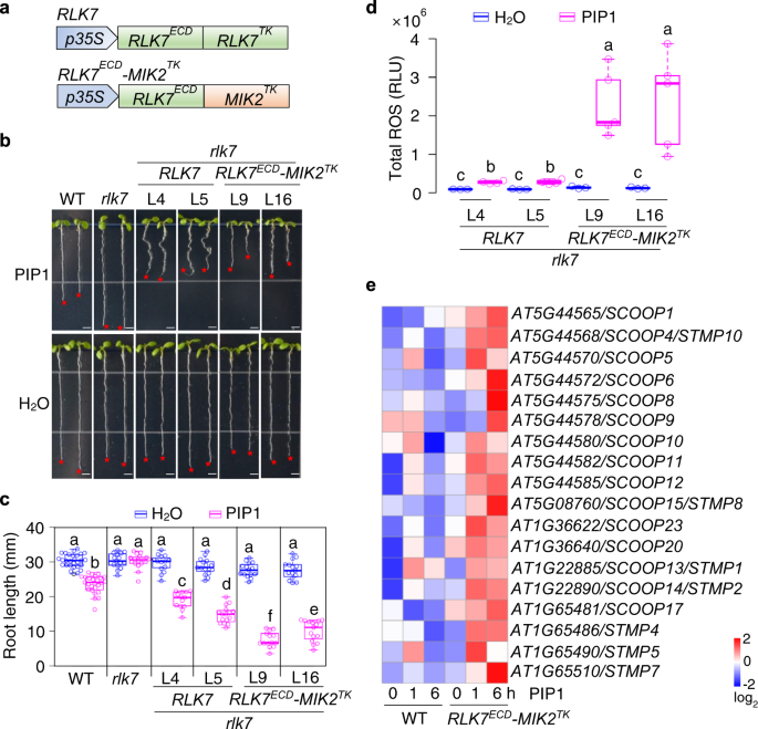 Fig. 1: Activation of the cytosolic kinase domain of MIK2 induces SCOOP expression.