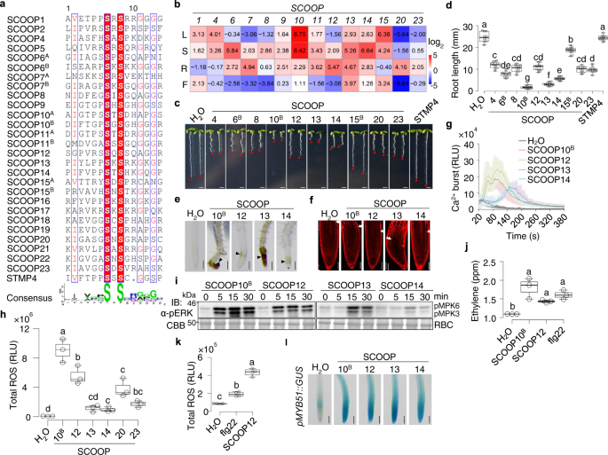 Fig. 2: SCOOP peptides activate plant immune responses.