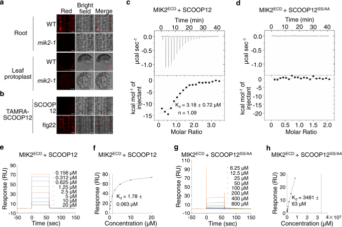 Fig. 4: SCOOP12 binds to MIK2.