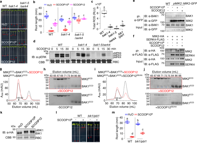 Fig. 5: SCOOPs induce MIK2-BAK1/SERK4 complex formation and relay signaling through BIK1 and PBL1.