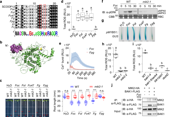 Fig. 6: Fusarium SCOOP-like peptides activate MIK2-dependent immune responses.