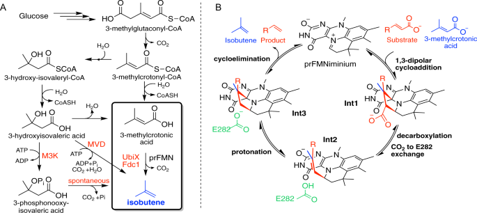 Fig. 1: Isobutene production via the modified mevalonate pathway utilizing Fdc for the last step.