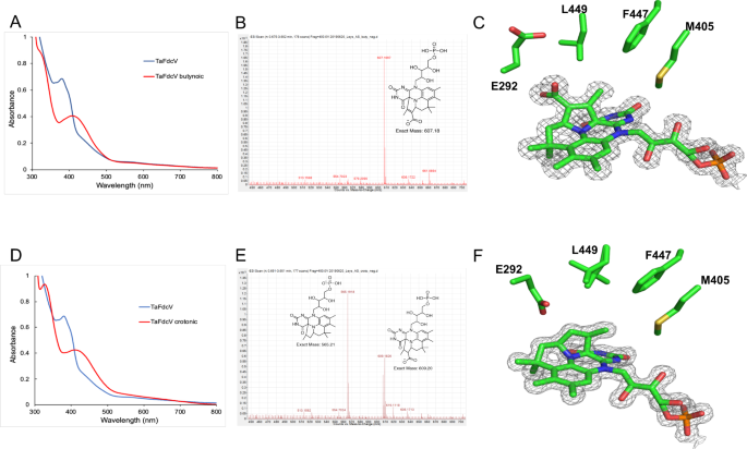 Fig. 3: Cycloadduct formation in TaFdcV with inhibitors butynoic and crotonic acid.