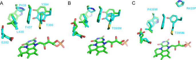 Fig. 4: Comparison of the TaFdcV and AnFdc wild-type and variant active sites.