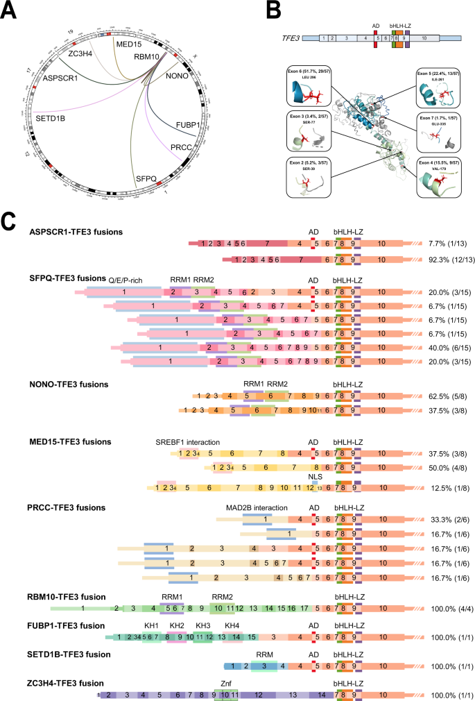 Integrated Exome And Rna Sequencing Of Tfe3 Translocation Renal Cell Carcinoma Nature Communications Integrated Exome And Rna Sequencing Of Tfe3 Translocation Renal Cell Carcinoma Nature Communications
