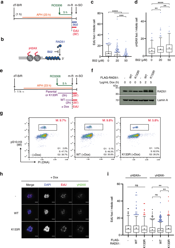 RAD51AP1 regulates ALT-HDR through chromatin-directed homeostasis of TERRA  - ScienceDirect