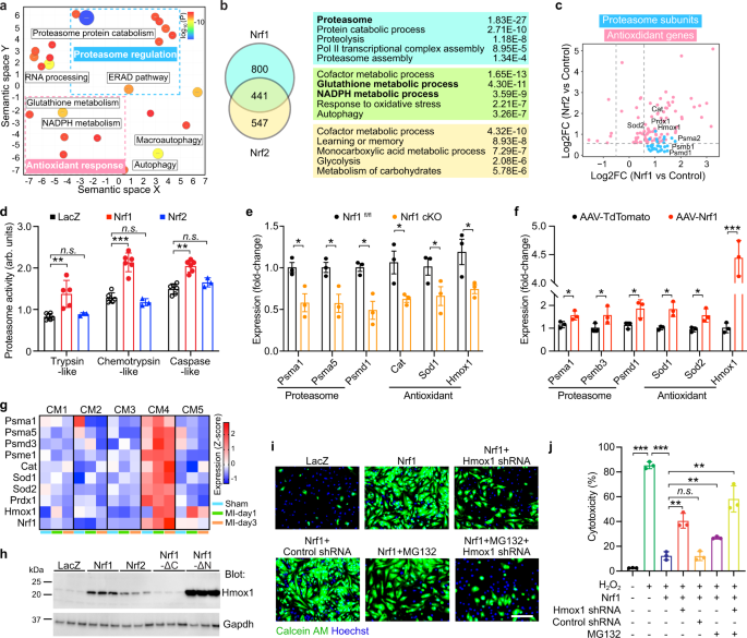 Fig. 4: Nrf1 confers protection by regulating the proteasome and antioxidant response.