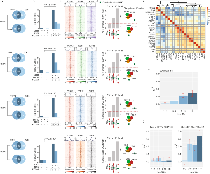 Fig. 3: FOXA1 interacting with co-factors, driving breast cancer susceptibility.
