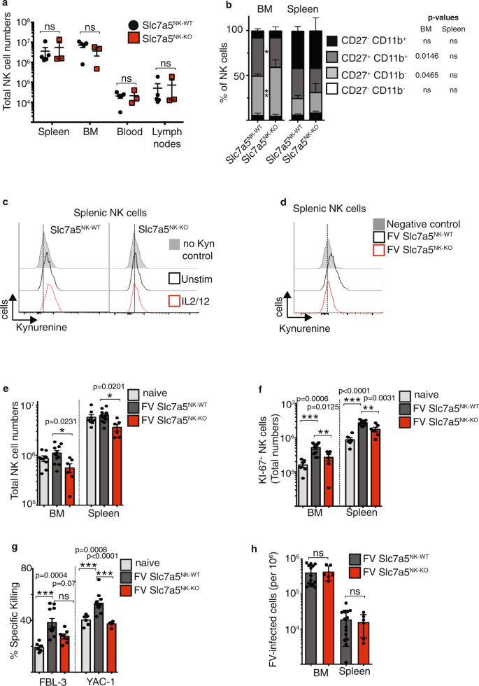 Fig. 5: Influence of Slc7a5 deletion in NK cells during acute retrovirus infection.