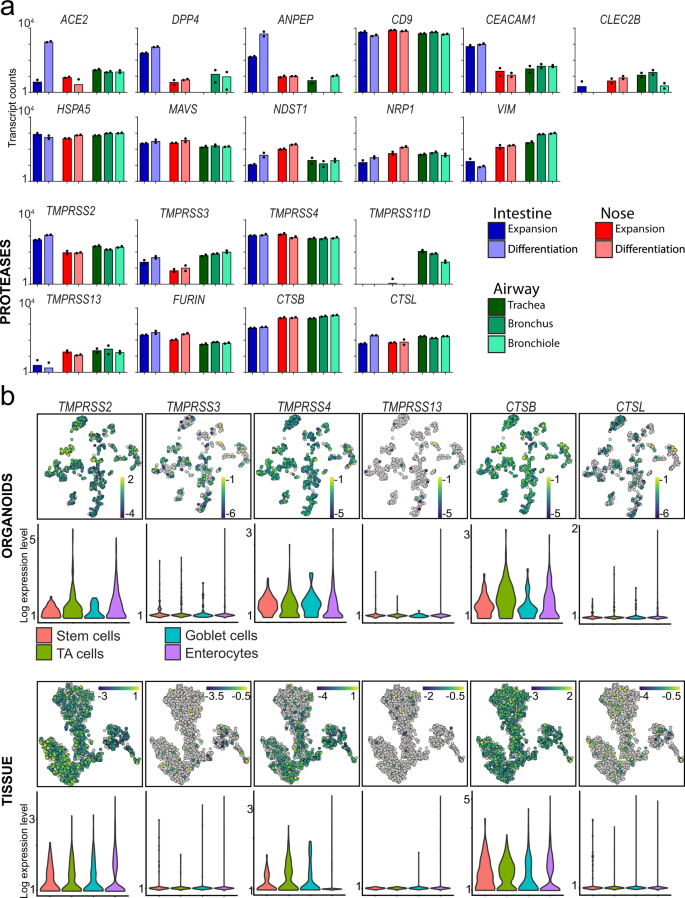 Fig. 1: Expression levels of host genes potentially involved in SARS-CoV-2 biology in lung and intestinal organoids and tissue.