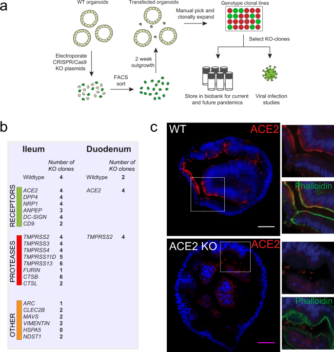 Fig. 2: Generation of a coronavirus host gene knockout biobank.