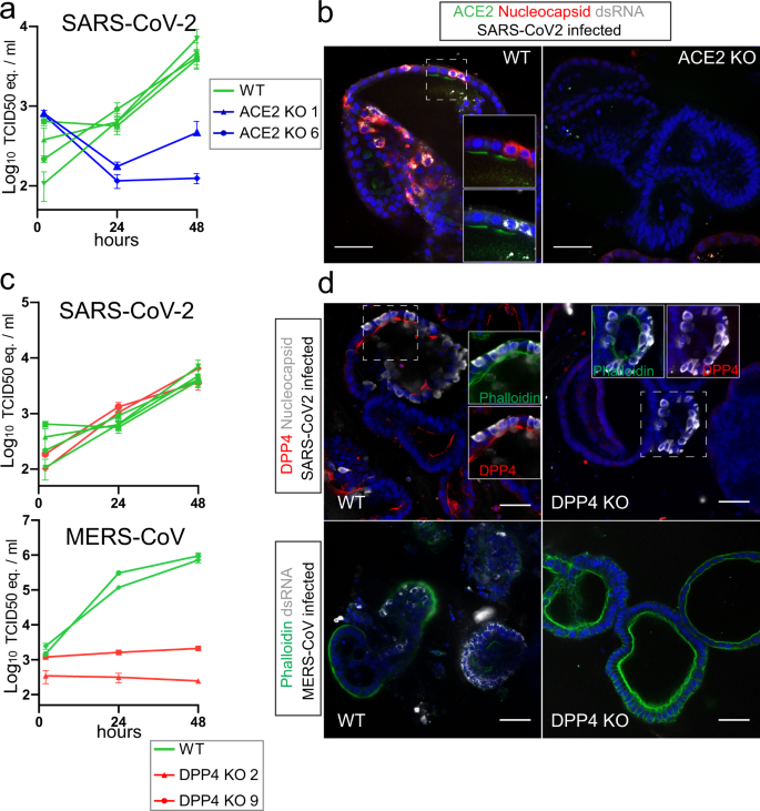 Fig. 3: ACE2 and DPP4 are the obligate entry receptors for SARS-CoV-2 and MERS-CoV, respectively.