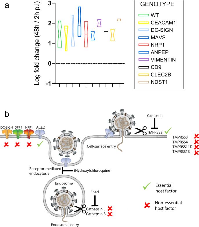 Fig. 5: Replication of SARS-CoV-2 in additional proposed host factors.
