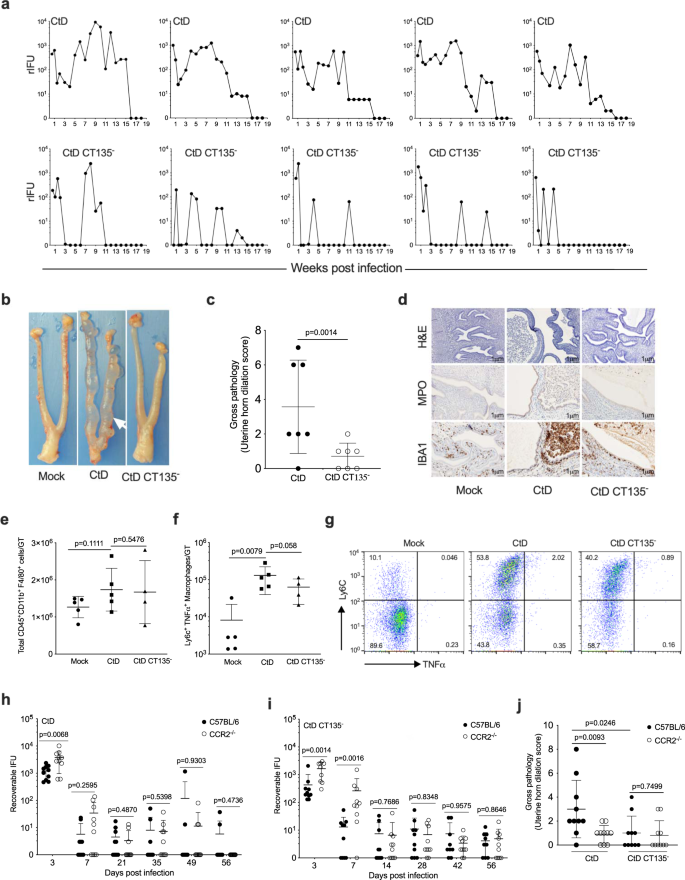 Fig. 2: Innate immunity is sufficient to drive CT135 dependent immunopathology.