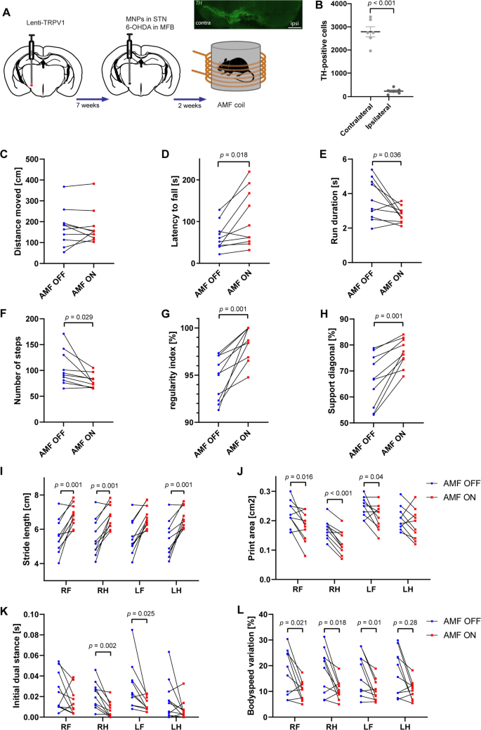 Magnetothermal Nanoparticle Technology Alleviates Parkinsonian Like Symptoms In Mice Nature Communications