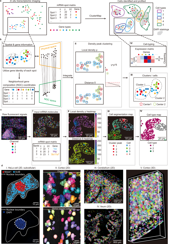 Fig. 1: ClusterMap: multi-scale spatial clustering analysis of in situ transcriptomic data from subcellular to tissue scales.