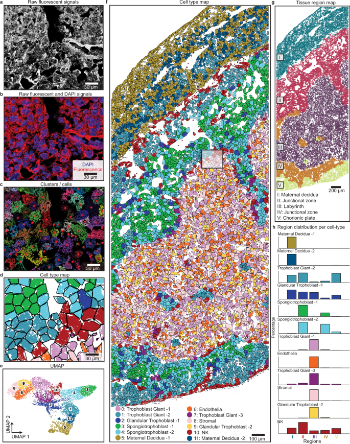 Fig. 3: ClusterMap generates cell-type and tissue-region maps in mouse placenta.