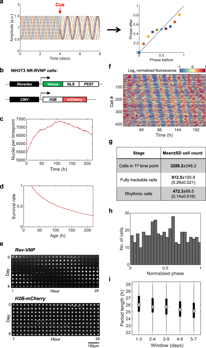 Circa Scope High Throughput Live Single Cell Imaging Method For Analysis Of Circadian Clock Resetting Nature Communications