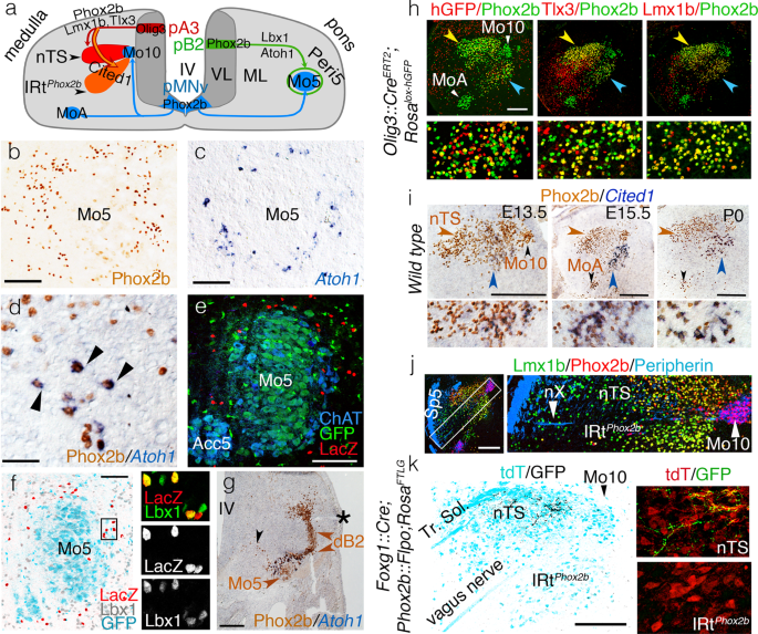 A Medullary Centre For Lapping In Mice Nature Communications A Medullary Centre For Lapping In Mice Nature Communications