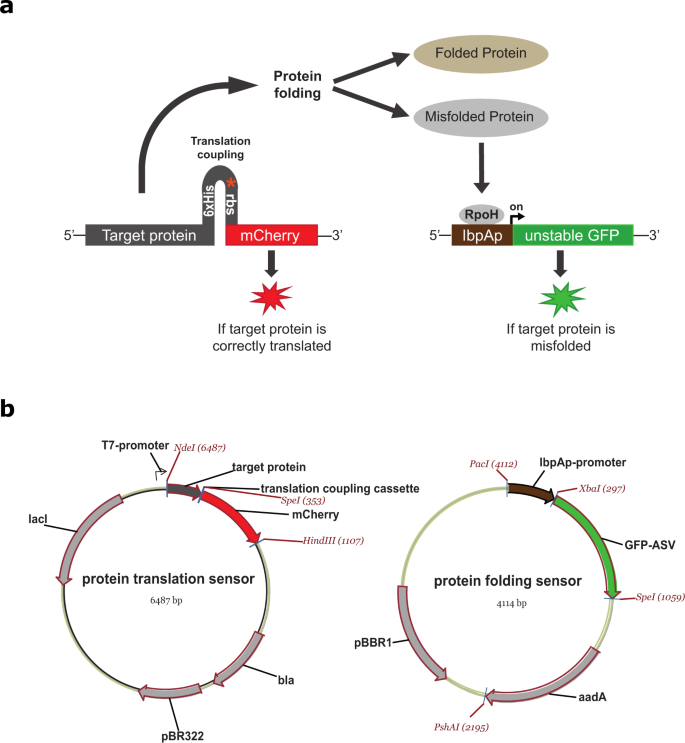Fig. 1: Schematic overview of a dual-reporter system with simultaneous monitoring of protein translation and protein folding at the single cell level.