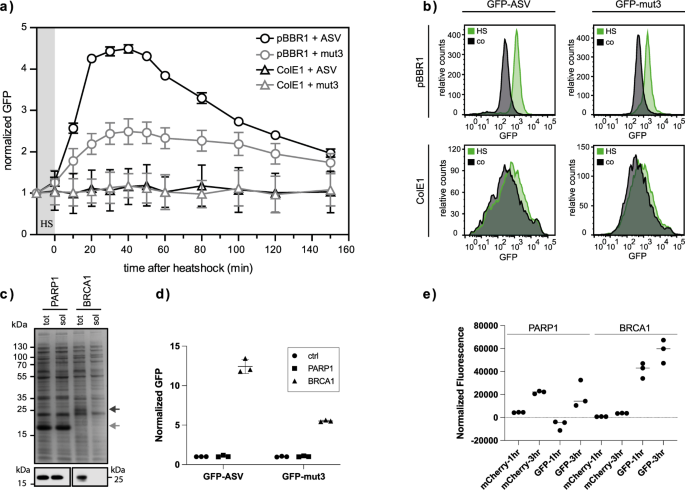 Fig. 2: Optimization and test of the protein folding sensor plasmid to improve differentiation of heat shock response signals.