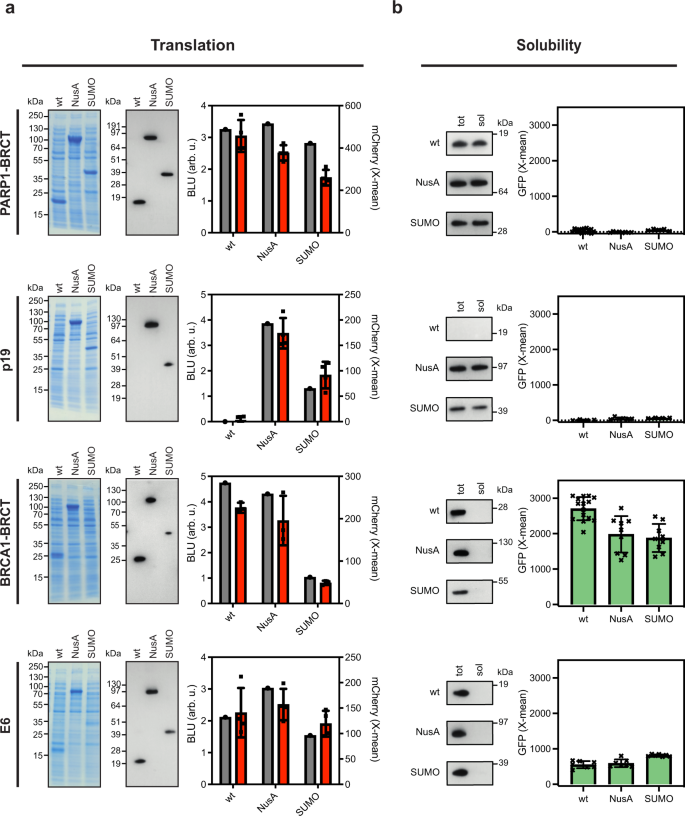 Fig. 3: Validation of the dual protein translation and misfolding biosensor.