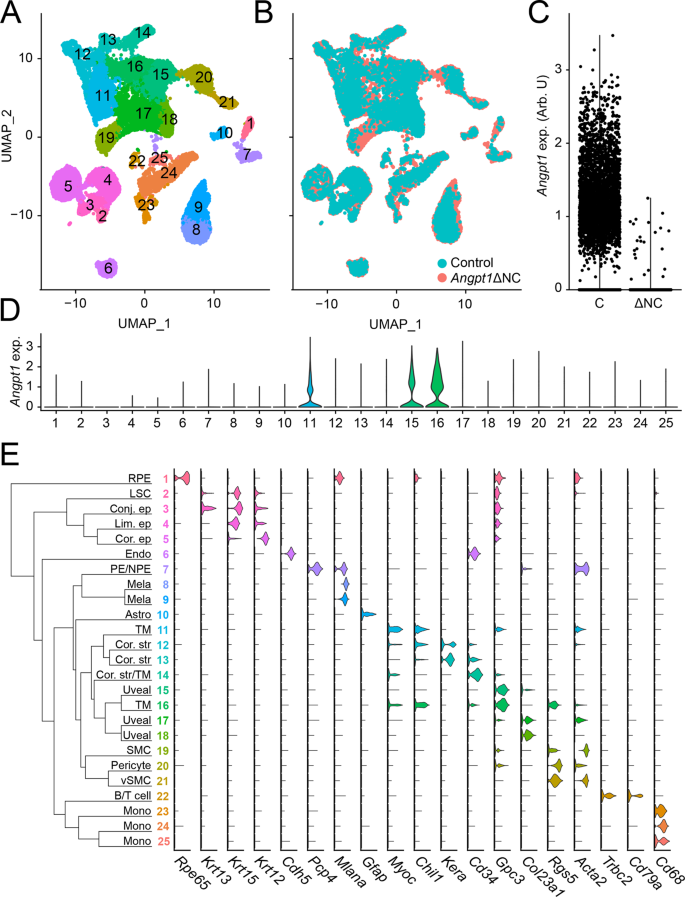 Fig. 5: Single-cell RNA sequencing of the iridocorneal angle region of control and glaucomatous Angpt1ΔNC eyes.