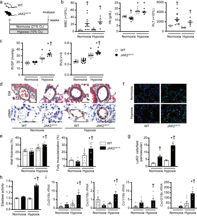 Fig. 1: JAK2V617F mice accelerate pulmonary hypertension accompanied by perivascular neutrophil infiltration in response to chronic hypoxia.