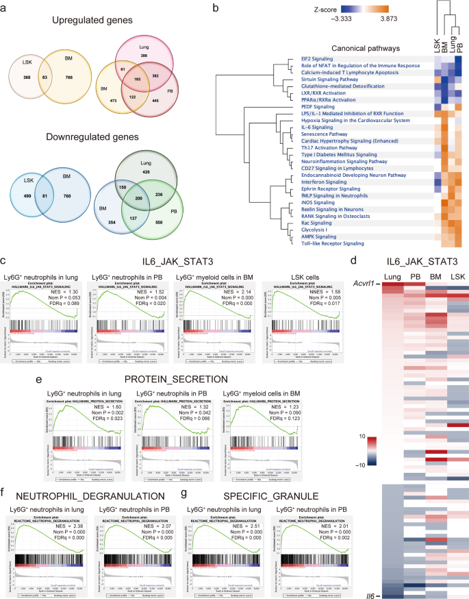 Fig. 5: Gene expression profiles of neutrophils with JAK2V617F at several differential stages.