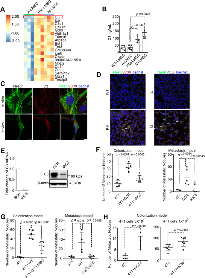 Fig. 2: Complement component 3 is upregulated in PM-LMSCs and M-LMSCs, and mediates the metastasis-promoting effect.